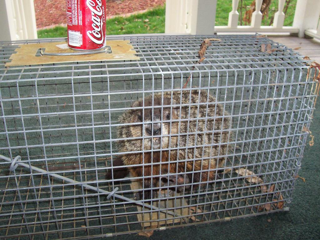 Big_Chipmonk.jpg