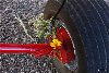 kolb_flowerpicker_9700.jpg